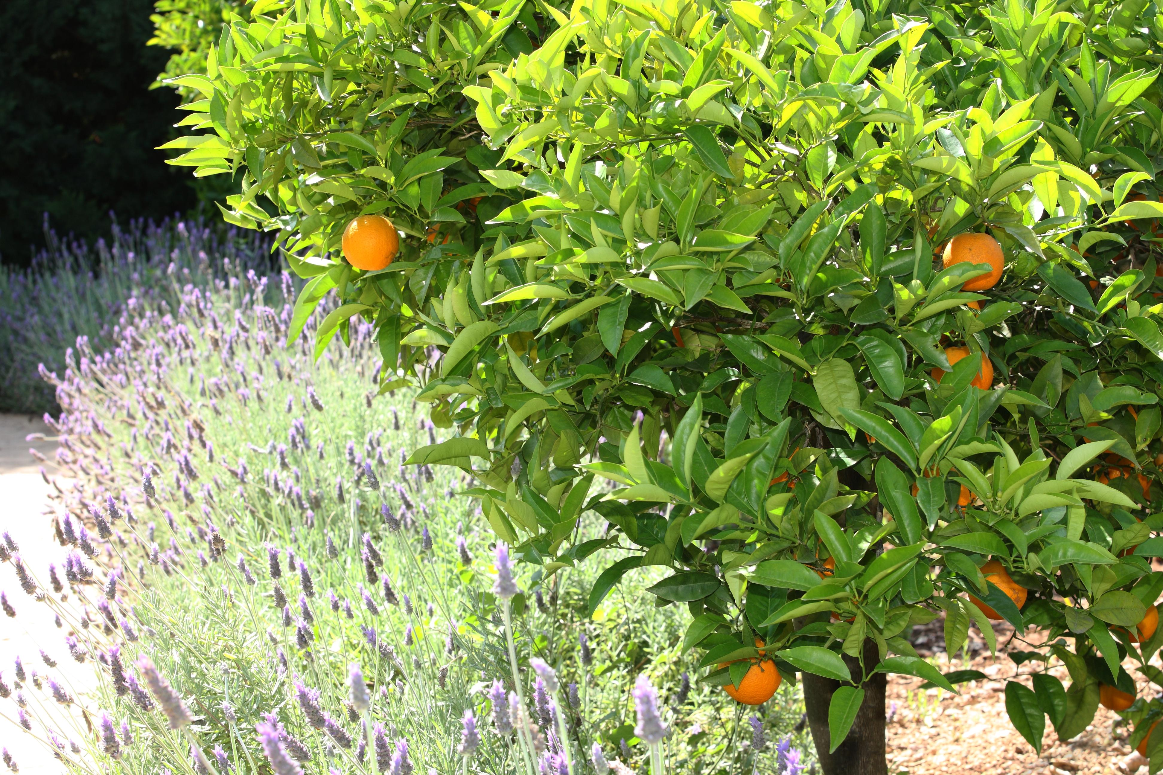 Finca Ca'S Curial - Agroturismo - Adults Only Sóller Esterno foto